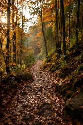 Autumn Forest Trail in Morning Mist