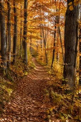 Autumn Forest Trail with Golden Foliage