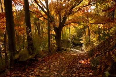 Autumn Forest Trail with Rustic Footbridge