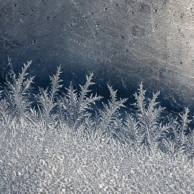 Fern-Like Frost Crystals on Winter Ice