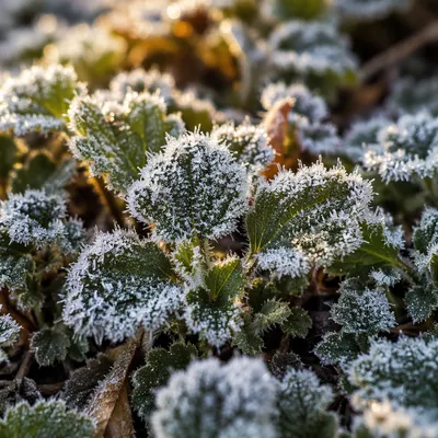 Frosted Green Leaves in Winter Macro