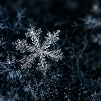 Delicate Frost Crystal on Dark Winter Surface