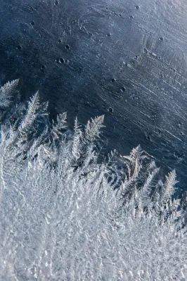 Fernlike Frost Crystals on Winter Ice