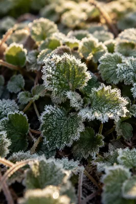 Frosted Green Leaves in Winter Morning
