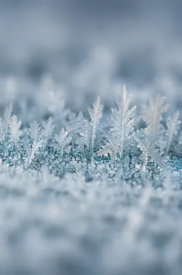 Delicate Frost Crystal Forest Macro