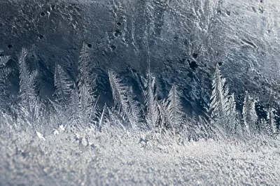 Fernlike Frost Crystals on Winter Ice