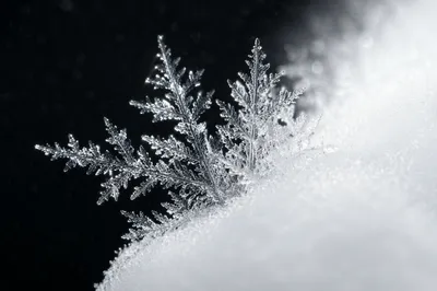 Delicate Frost Crystals in Winter Macro