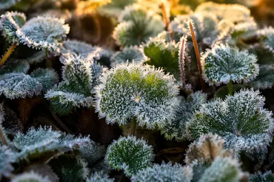Frosted Green Leaves in Winter Macro