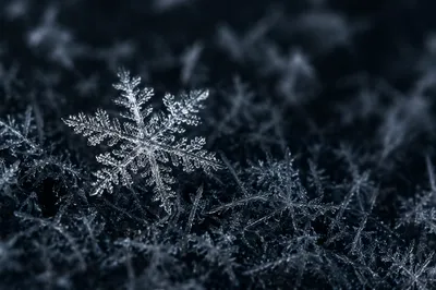 Delicate Frost Crystal Macro in Winter