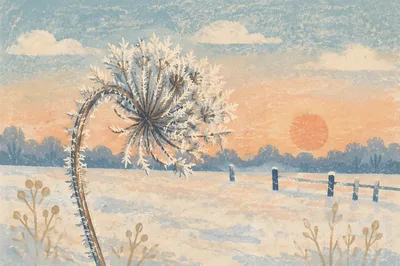 Frosted Wildflower Seed Head at Sunrise