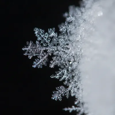 Delicate Frost Crystals in Winter Macro