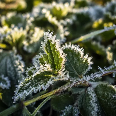 Frosted Green Leaves in Winter Macro