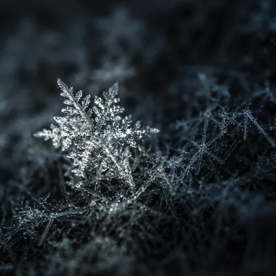 Delicate Frost Crystal Macro in Winter