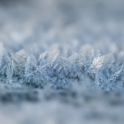 Delicate Frost Crystal Forest Macro