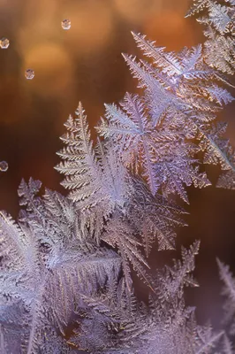 Delicate Frost Ice Crystals Macro Closeup