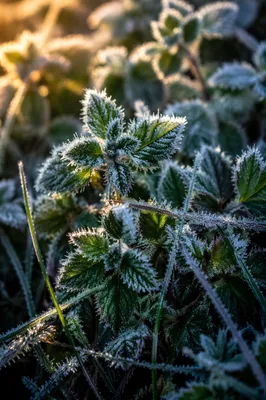 Frosted Green Leaves in Winter Macro