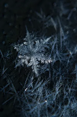 Delicate Frost Crystal Macro in Winter