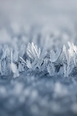 Delicate Frost Crystal Forest Macro