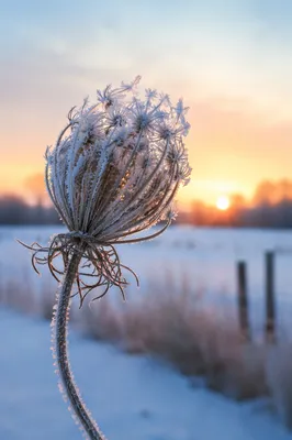 Frost Covered Wildflower in Winter Macro