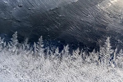 Fern-Like Frost Crystals on Winter Ice