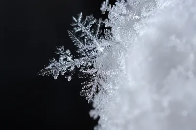 Delicate Frost Ice Crystals Macro Contrast