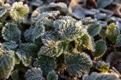 Frosted Green Leaves in Winter Macro