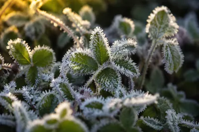 Golden Morning Frost on Green Leaves