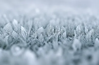Delicate Frost Crystal Forest Macro