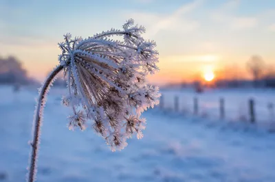 Frosted Wildflower Seed Head at Winter Sunrise