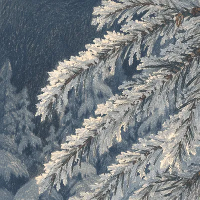 Frozen Evergreen Needles After Winter Hail