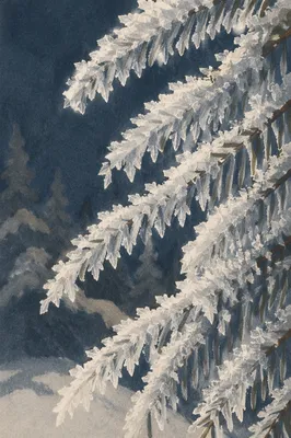 Frozen Evergreen Needles in Winter Hail