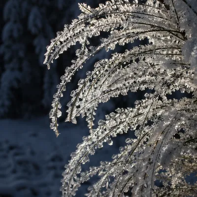 Rime Ice on Evergreen Branches