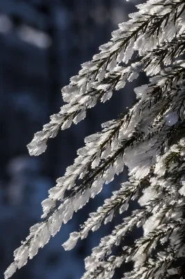 Rime Ice on Evergreen Needles
