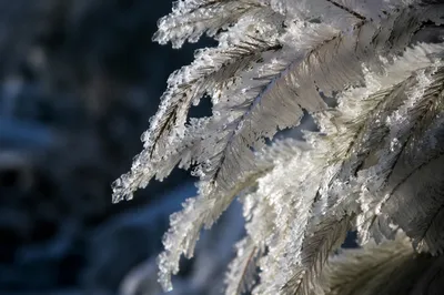 Rime Ice on Evergreen Needles