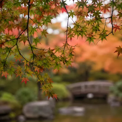 Autumn Japanese Maple Garden Bridge View