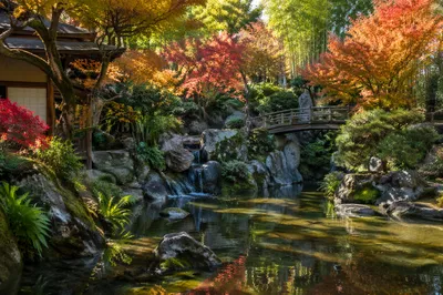 Tranquil Japanese Garden Pond Bridge in Autumn