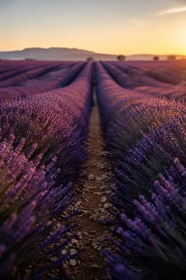 Lavender Field Rows at Golden Sunset