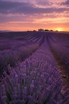 Lavender Field Rows at Purple Sunset
