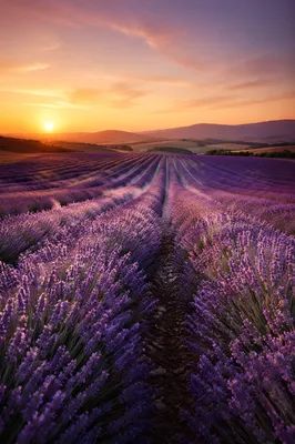 Sunset Lavender Field Rows in Provence Style