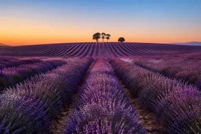 Lavender Field Rows at Provence Sunset