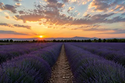 Purple Lavender Rows at Golden Sunset