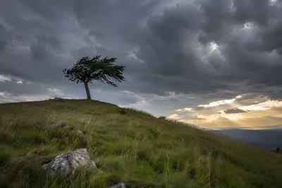 Solitary Tree Beneath Dramatic Storm Clouds
