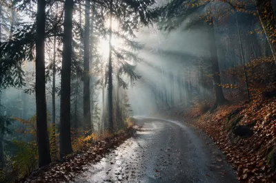 Misty Forest Path with Morning Light Rays