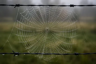 Morning Dew on Circular Spider Web