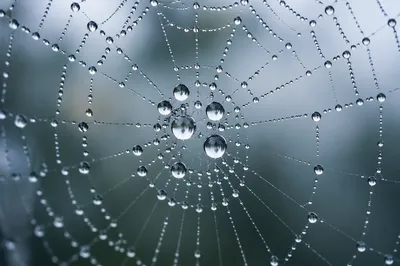 Morning Dew on Delicate Spider Web