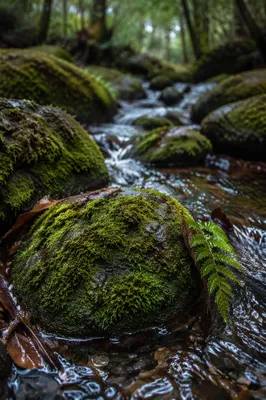 Mossy Forest Stream Rocks Close Up