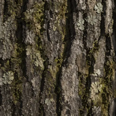 Mossy Tree Bark Macro Texture