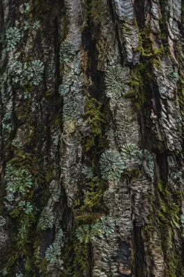 Mossy Tree Bark Macro Texture