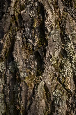 Moss Covered Tree Bark Macro Texture