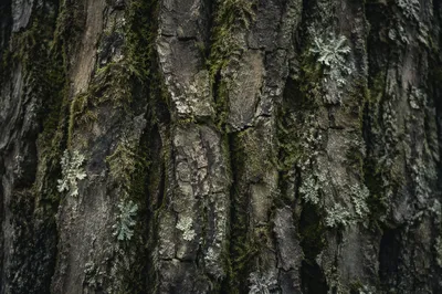Mossy Tree Bark Macro Texture
